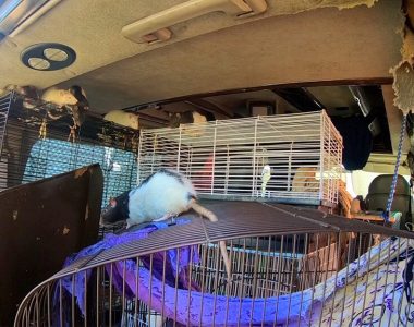 Woman found living with more than 300 pet rats in her van in upscale San Diego community