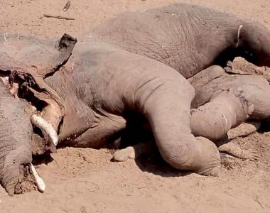 Massive elephant found dead on top of squished crocodile