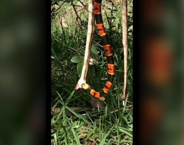 Florida venomous snake eats another snake as giant wasp attacks in wild video