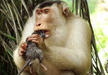 Greedy killer monkeys found eating large rats in Malaysia, leaving scientists ‘stunned’