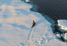 Explosion in Antarctic sea ice levels may cause another ice age