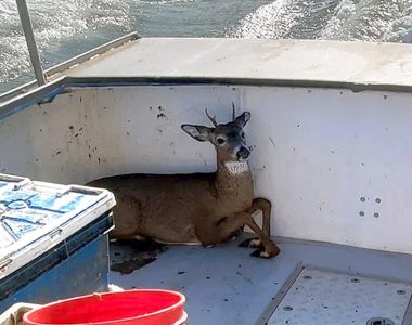 Lobsterman rescues drowning young deer off Maine coast