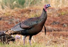 New Jersey homeowners say aggressive turkeys are terrorizing community