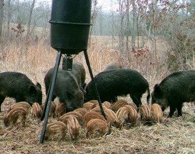 Texas woman killed by feral hogs outside home in ‘unbelievably tragic’ incident
