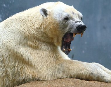 Russian polar bear spray-painted with 'T-34' sparks outrage from wildlife experts