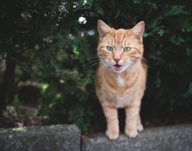 Cat meowing with 'thick Southern accent' goes viral on Instagram