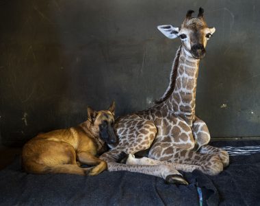 Abandoned baby giraffe in South Africa, who pics went viral after befriending dog, dies
