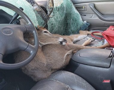 Deer killed in Georgia after crashing through driver's windshield: 'He tried to hitch a ride'