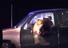 California K-9 jumps through shattered car window, takes down assault suspect