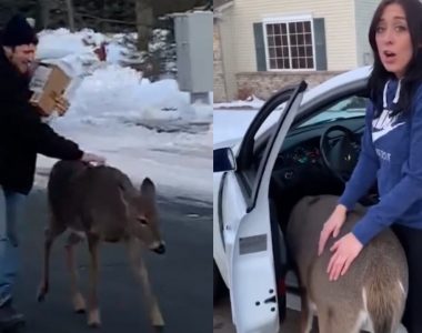 Deer walks Minnesota man home, demands pets in adorable viral video
