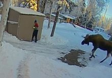 Moose traps Alaska man inside shed while he frantically calls wife, doorbell camera captures encounter