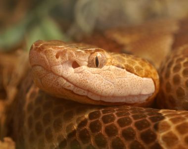 'Unluckiest' hunter in America jumps headfirst into rare tree-dwelling venomous snake