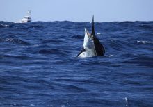 Kayak fisherman hooks 500-pound marlin, results in 6-hour battle