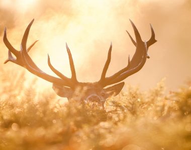 Wisconsin hunter makes possible record-breaking buck discovery