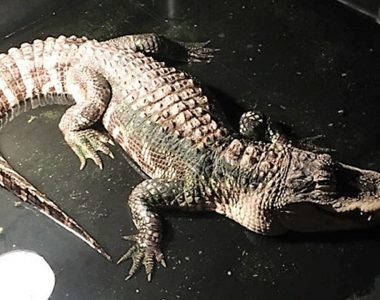 Ohio police remove alligator living in man's basement for 25 years