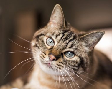 Cat in Belgium first known to test positive for coronavirus: report