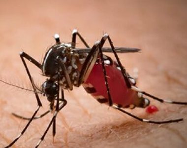 Can mosquitoes spread coronavirus?
