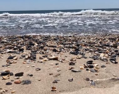 Seashells pile up on North Carolina beaches as coronavirus keeps tourists away