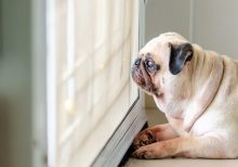Coronavirus: Social distancing guidelines applies to pets, CDC says