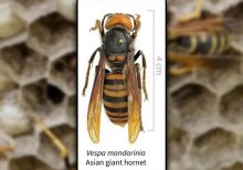Japanese honeybees learned how to ‘cook’ murder hornet: report