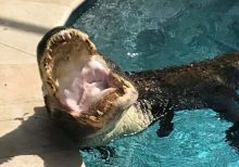 Family finds alligator relaxing on alligator pool float in Florida