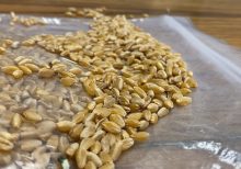 Virginia, Utah residents report receiving unsolicited packets of seeds in the mail reportedly from China