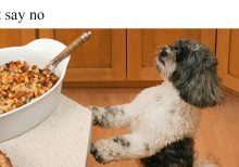 Food safety tips for pet owners to follow during holiday celebrations