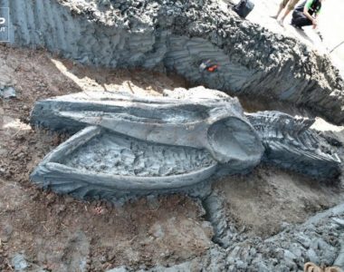 Scientists find ancient whale skeleton in Thailand