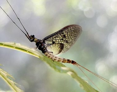 German Entomological Institute names Danish mayfly Insect of the Year