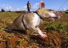 Giant Rats Are Sniffing Out Landmines and Tuberculosis