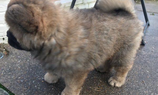 female-chow-ready-to-leave-now-5dc04016b2d90
